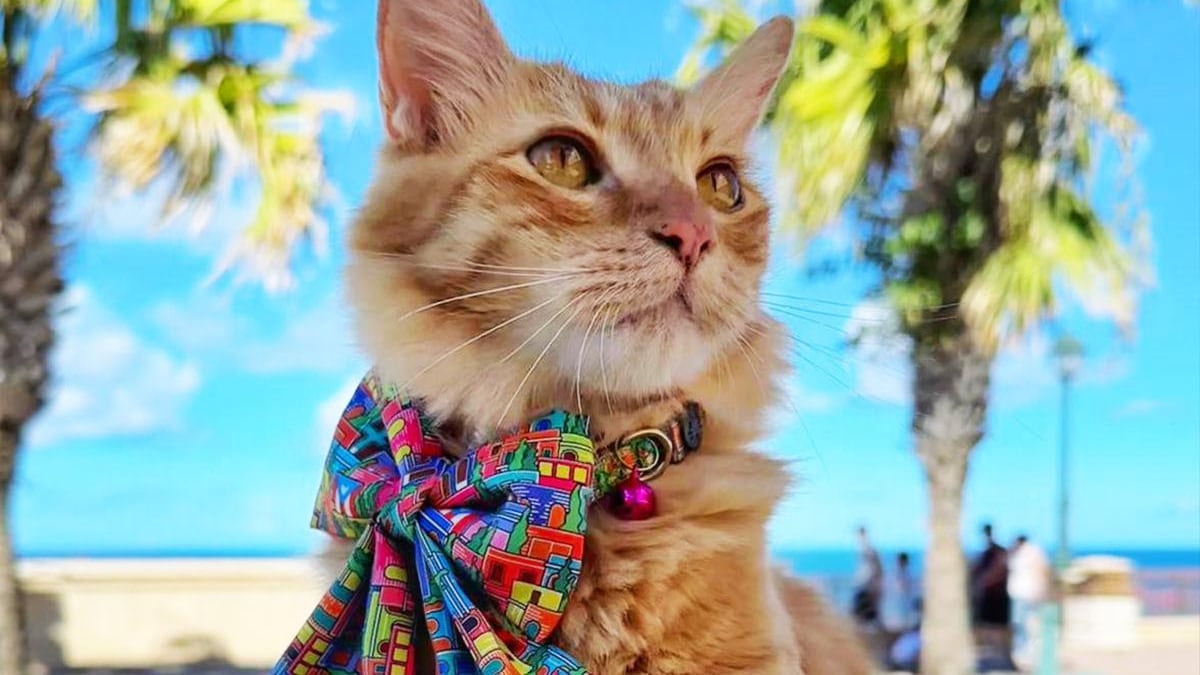 Toy Doggie presenta “Estampa Navideña”.