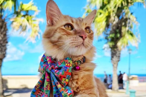 Toy Doggie presenta “Estampa Navideña”; colección inspirada en las casitas del Viejo San Juan