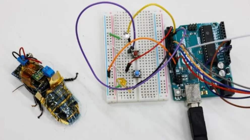 Una opción muy llamativa que se ha viralizado en redes