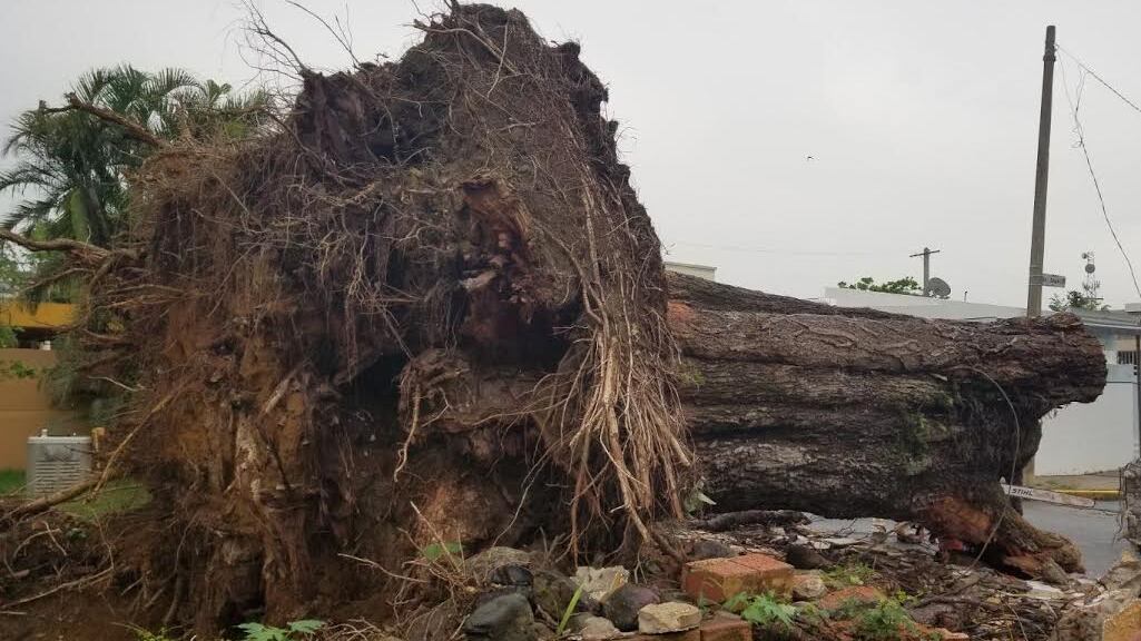 Árbol caído tras paso de Ernesto