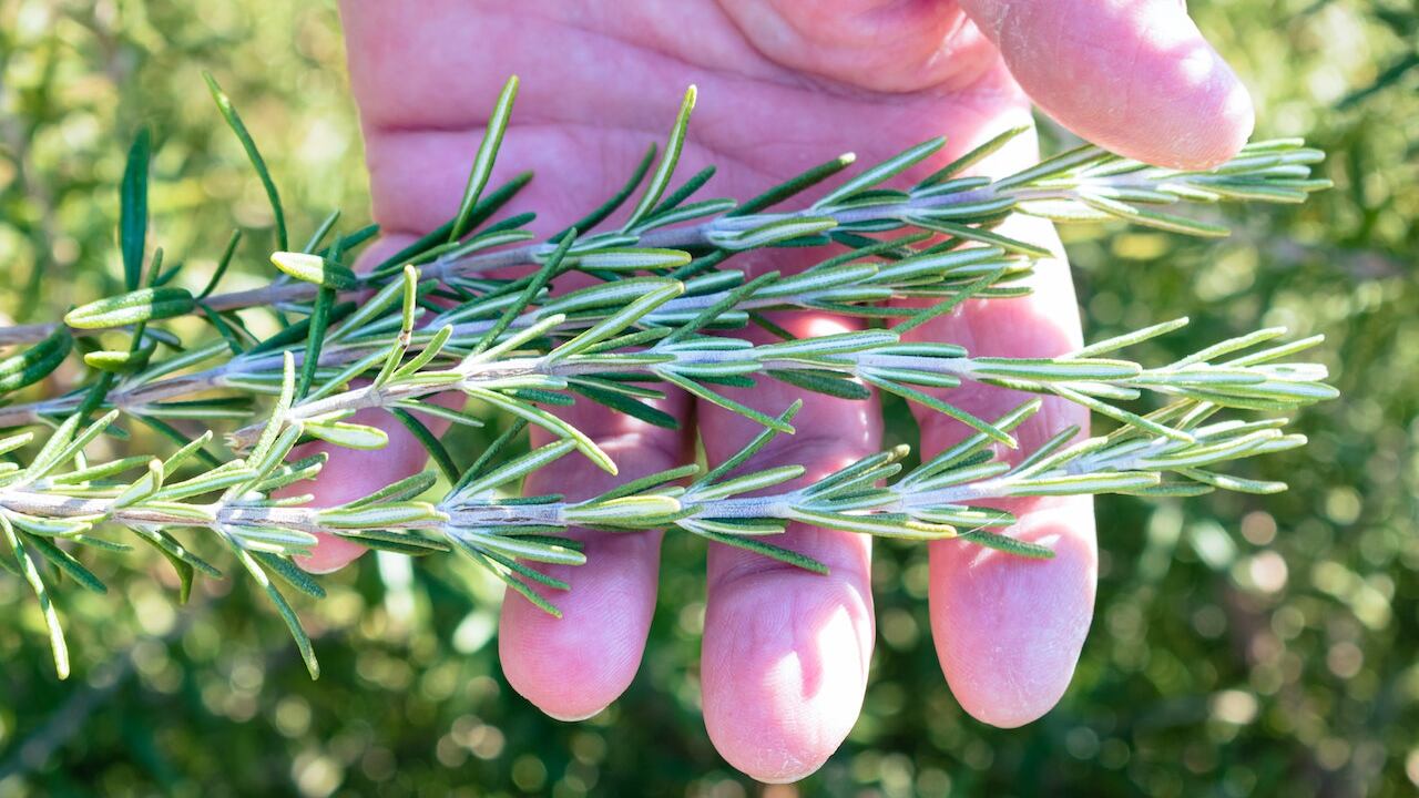 El romero tiene un poder para oscurecer el cabello