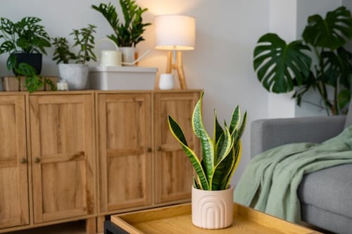 Feng shui para iniciar el año 2026 con la mejor energía: así deberás decorar, limpiar y ordenar tu casa