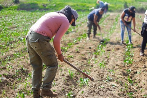 Proyecto agrícola en Sudáfrica ayuda a sordos a desarrollar habilidades y encontrar empleo