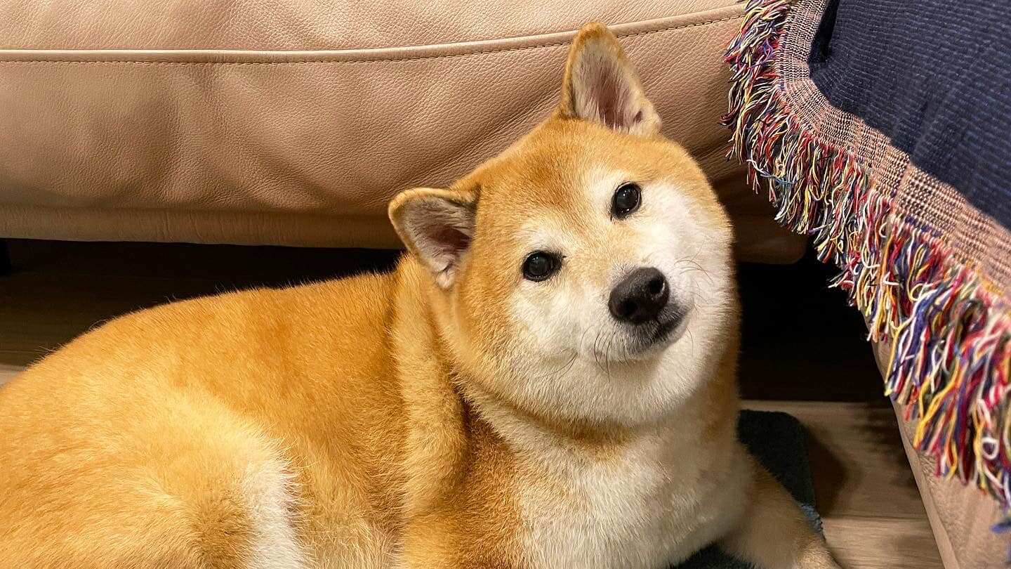 Muere Cheems, el famoso perrito de los memes