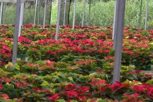 Así es que la Flor de Pascua dura más