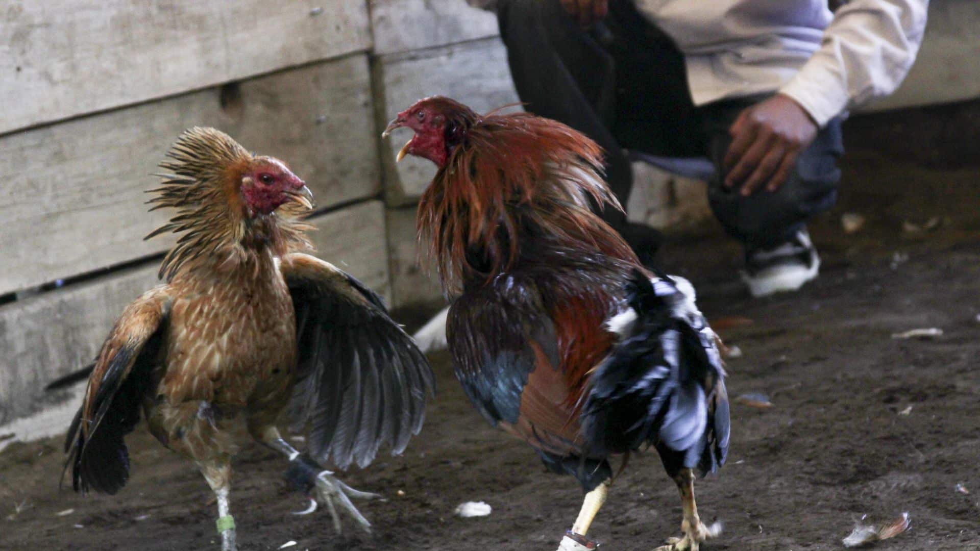 Peleas de gallos podrían prohibirse en la Ciudad de México.