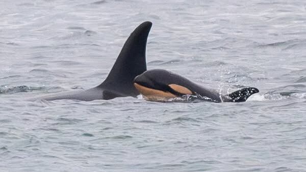 La mamá orca no pudo soltar a su cría en 2018 y llevó consigo el cuerpo sin vida de su bebé a lo largo de un viaje de duelo de mil millas.