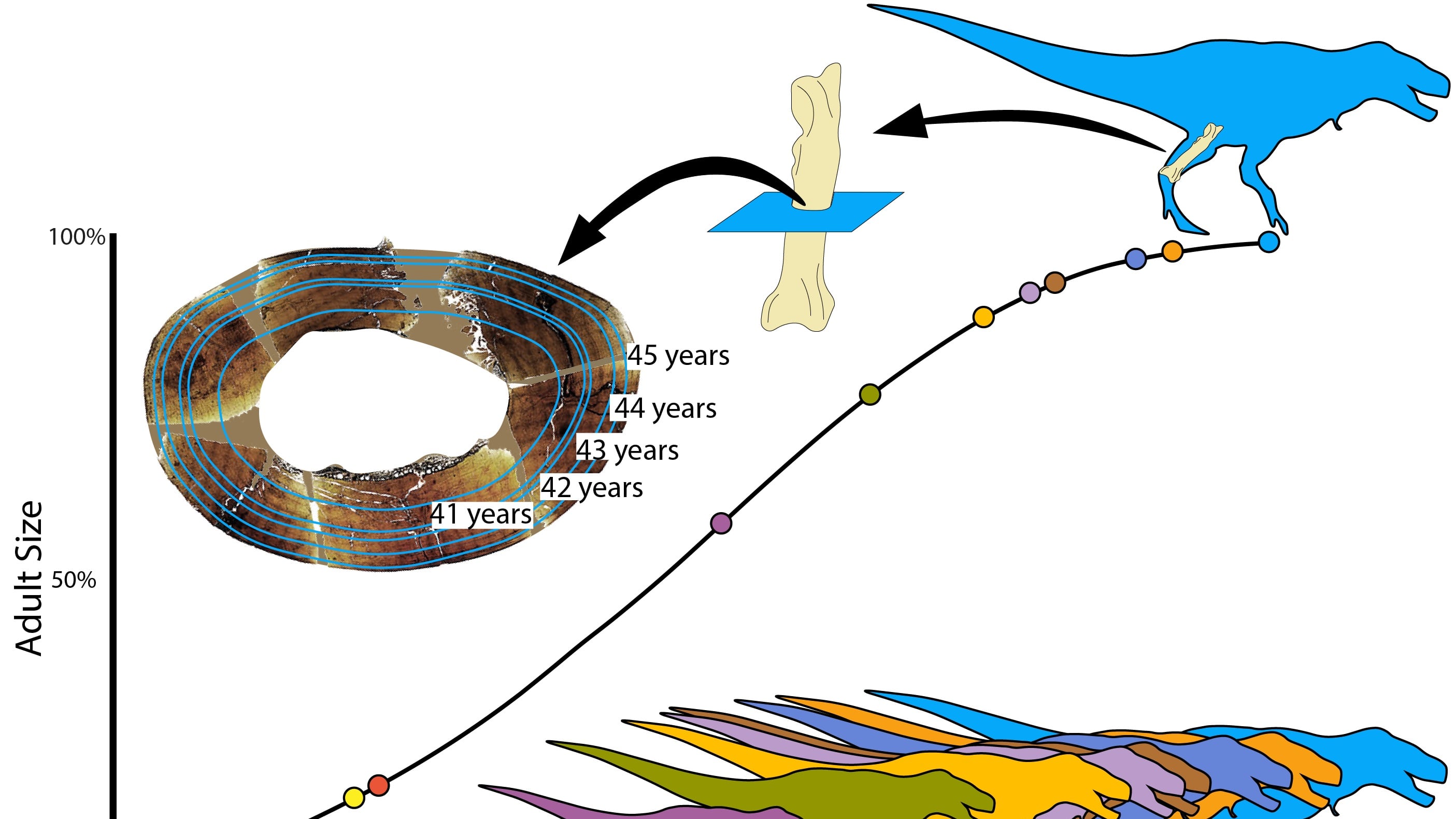 El considerado como 'rey de los dinosaurios', el Tyrannosaurus rex, crecía de una forma lenta y constante hasta alcanzar la edad adulta, a los 40 años, cuando podía llegar a alcanzar un peso de hasta ocho toneladas. Imagen: Holly Woodward Ballard/ Universidad Estatal de Oklahoma (Estados Unidos)