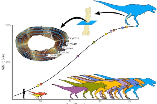 Confirman que el ‘rey de los dinosaurios’ crecía hasta los 40 años, de acuerdo a nuevos estudios
