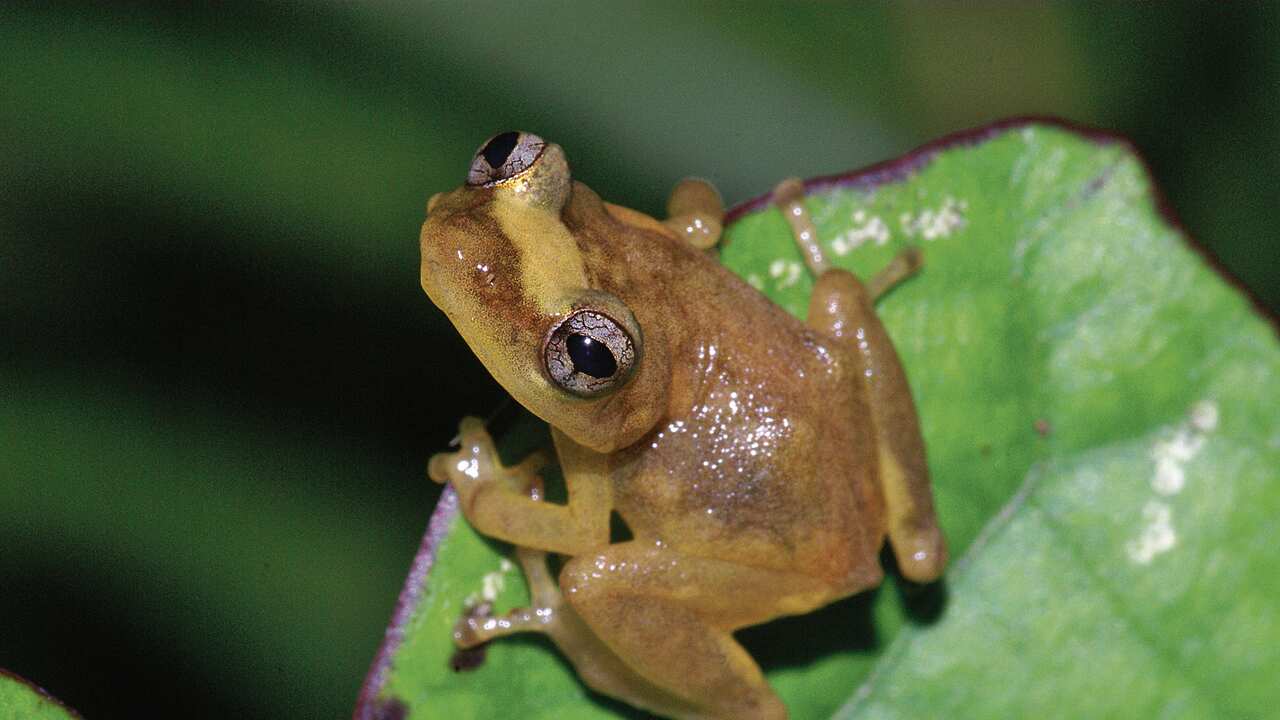 Un coquí sobre una hoja
