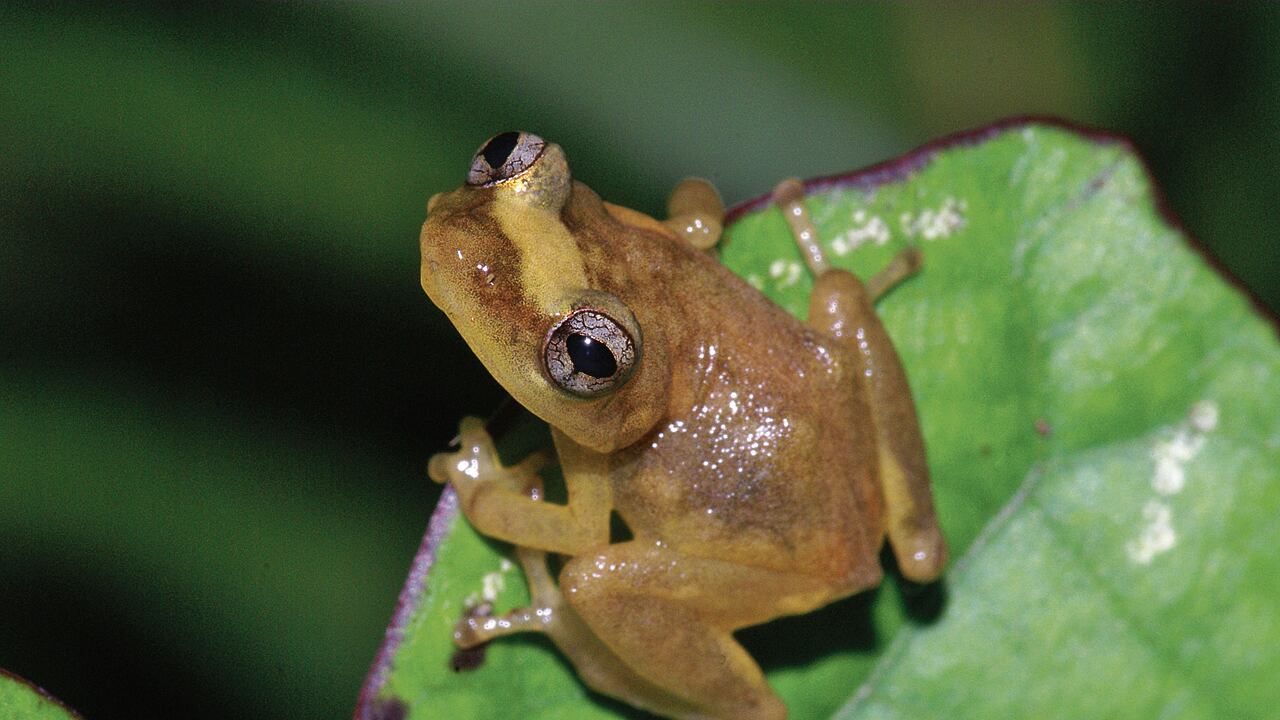 Un coquí sobre una hoja