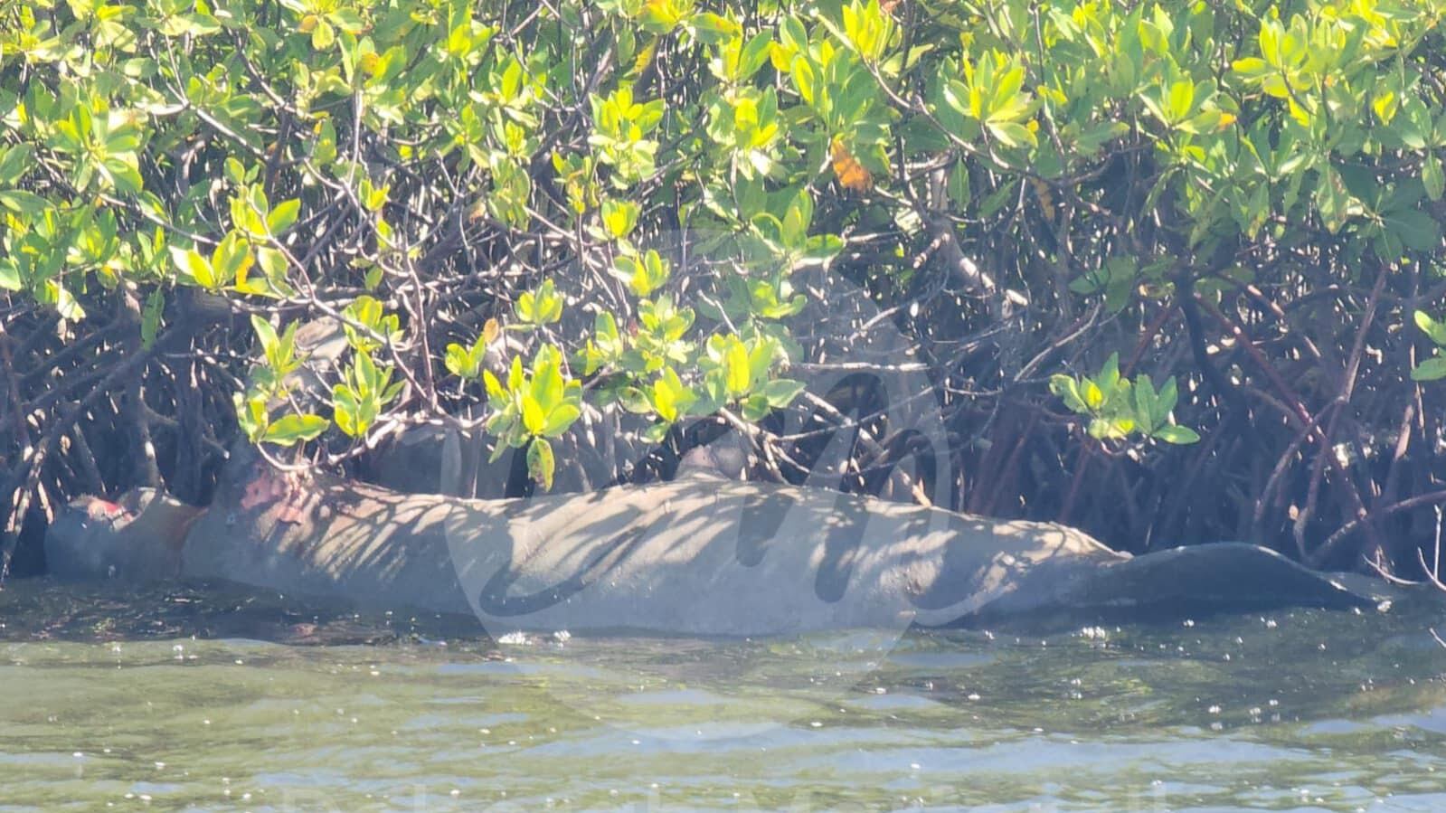 Manatí muerto en Bahía de Jobos