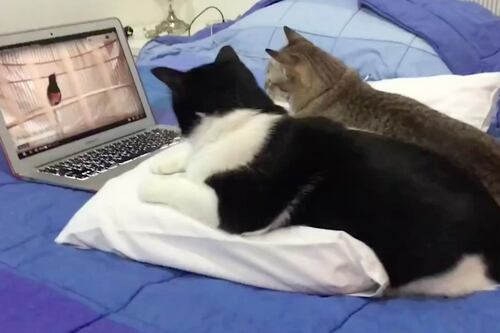 ¡Adorable! Gatitos aburridos ven videos de aves para entretenerse