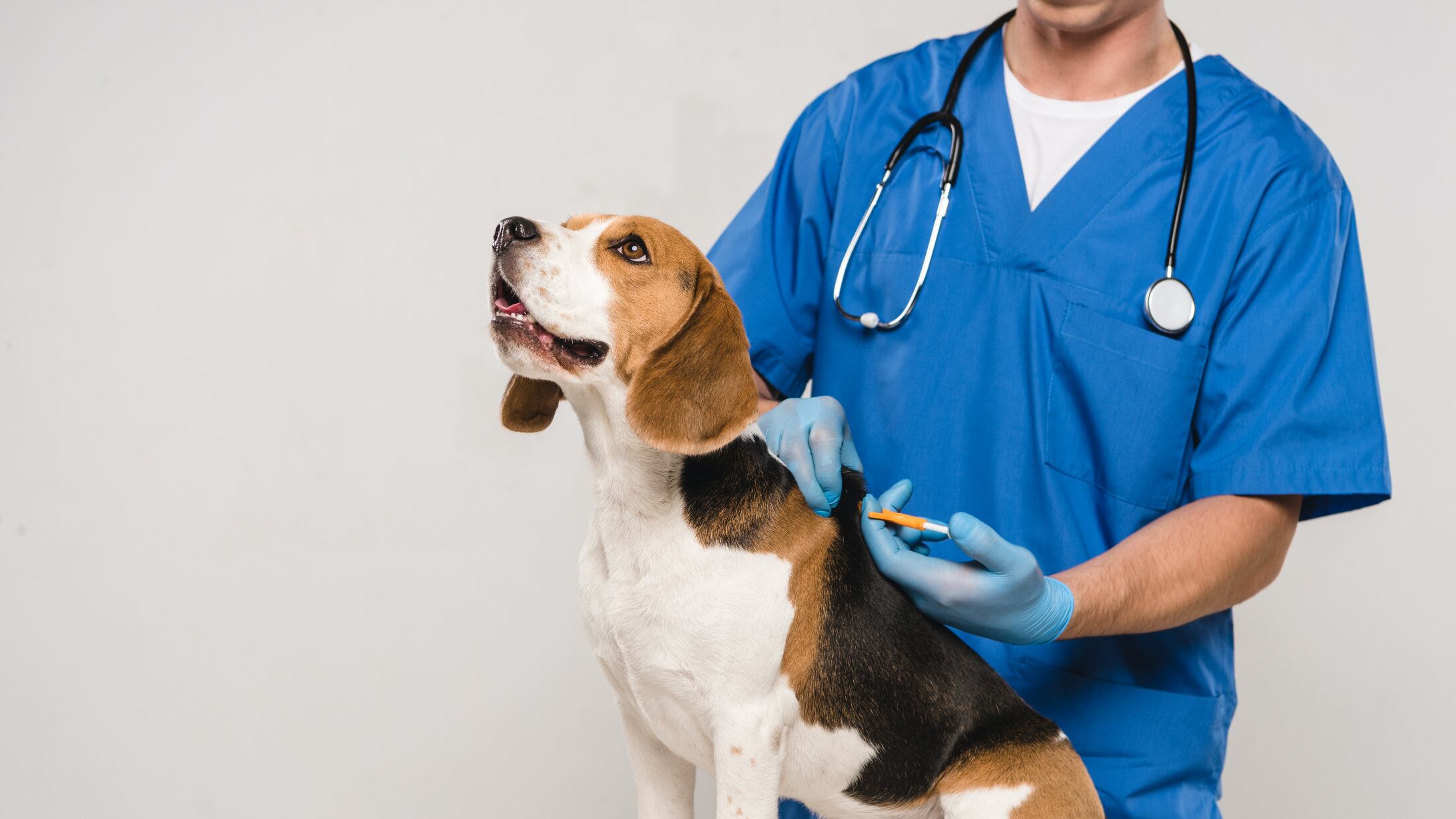 Vacunación a mascotas