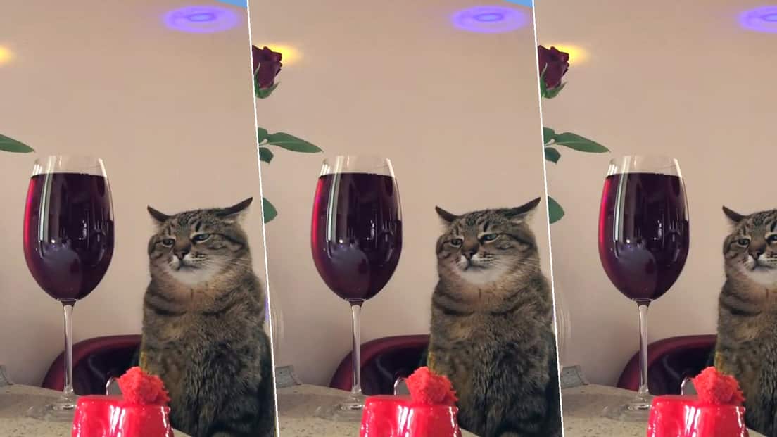 Stepan, el gato famoso de TikTok