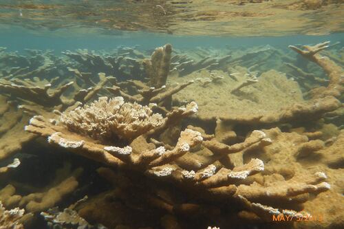Promueven reserva natural marina entre Vega Baja y Manatí