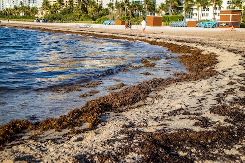 Enorme masa de sargazo viene de camino a las playas del Caribe 