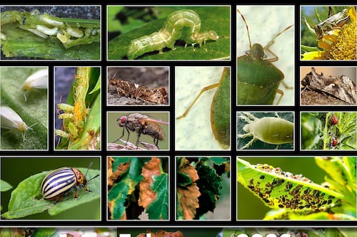 Festival del Huerto Casero celebra su edición #26 en Gurabo