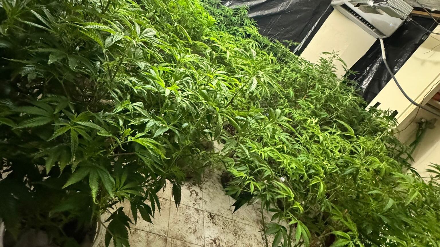 Policía ocupa invernadero de marihuana en urbanización de Caguas