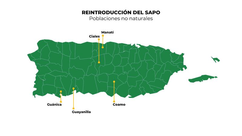 Mapa de Puerto Rico que identifica los puntos de reintroducción del sapo en poblaciones no naturales. Son los pueblos en los que se introdujo el sapo en estado en larval traído desde Estados Unidos.