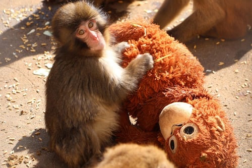 PETA demanda que el monito Punch sea trasladado a un santuario