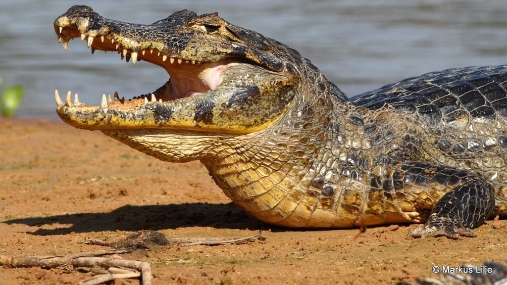 Fueron encontrados sin vida y despellejados. (Foto: Redes sociales)