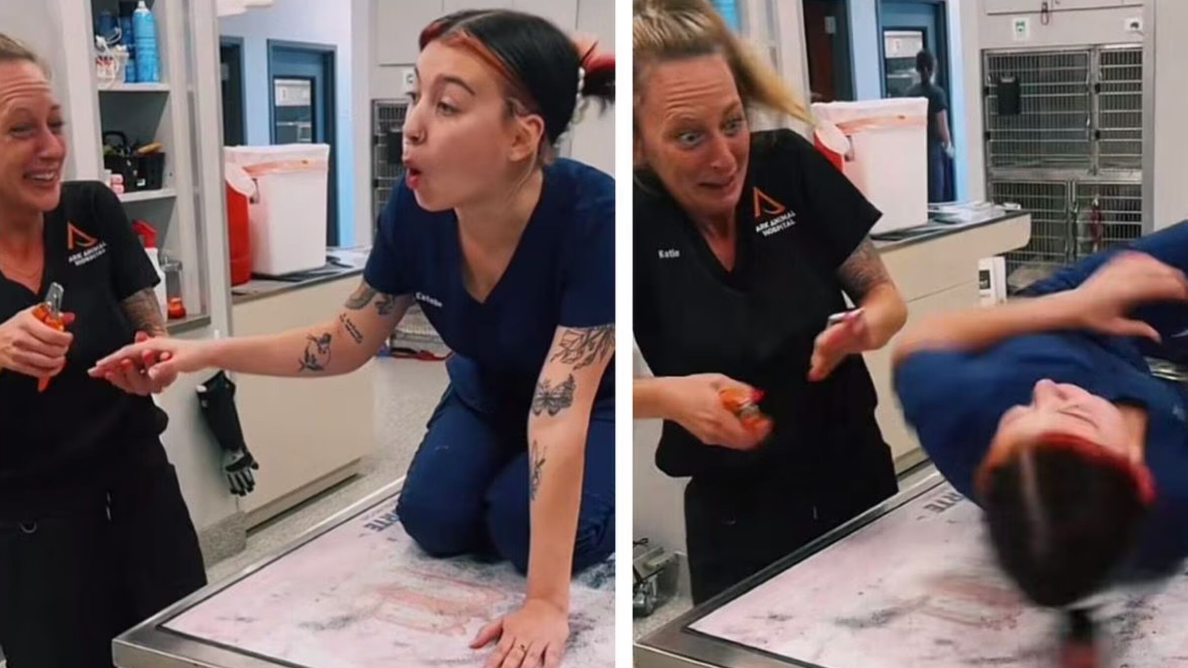 Imitó las reacciones de varias razas de perros