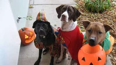 Mascotas en Halloween