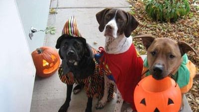 Mascotas en Halloween