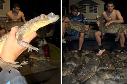 VIDEO: Capturan 16 caimanes en Vega Baja