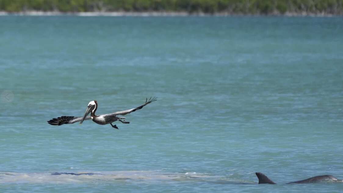Everglades de la Florida