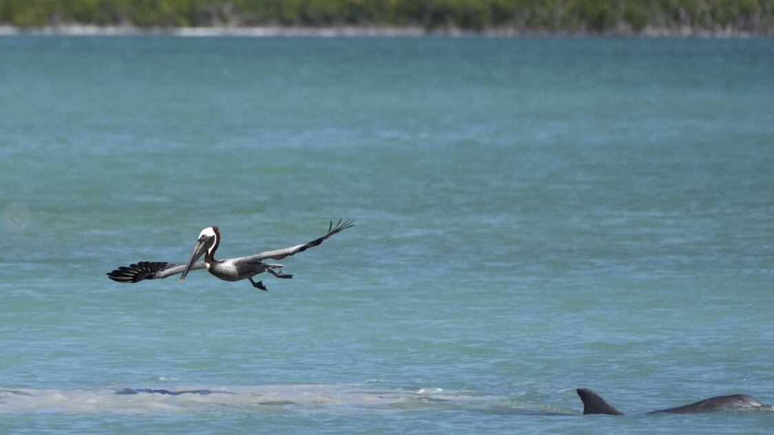 Everglades de la Florida