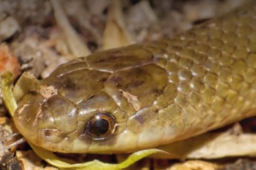 Conoce a la nueva especie de serpiente descubierta en México