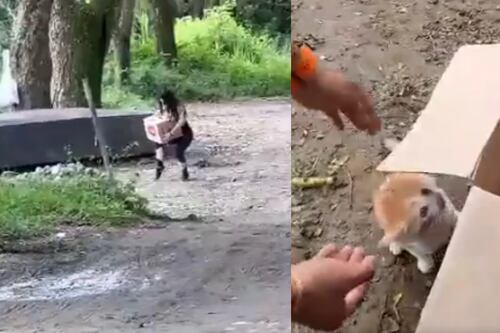 VIDEO: Denuncian a mujer que estaba tirando gatitos en un río