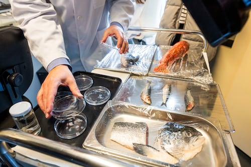 Diseñan nuevo biotejido con escamas de peces como solución para regenerar córneas