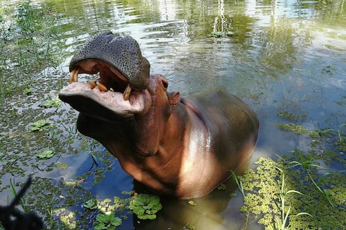 Colombia sacrificará 80 hipopótamos de Pablo Escobar