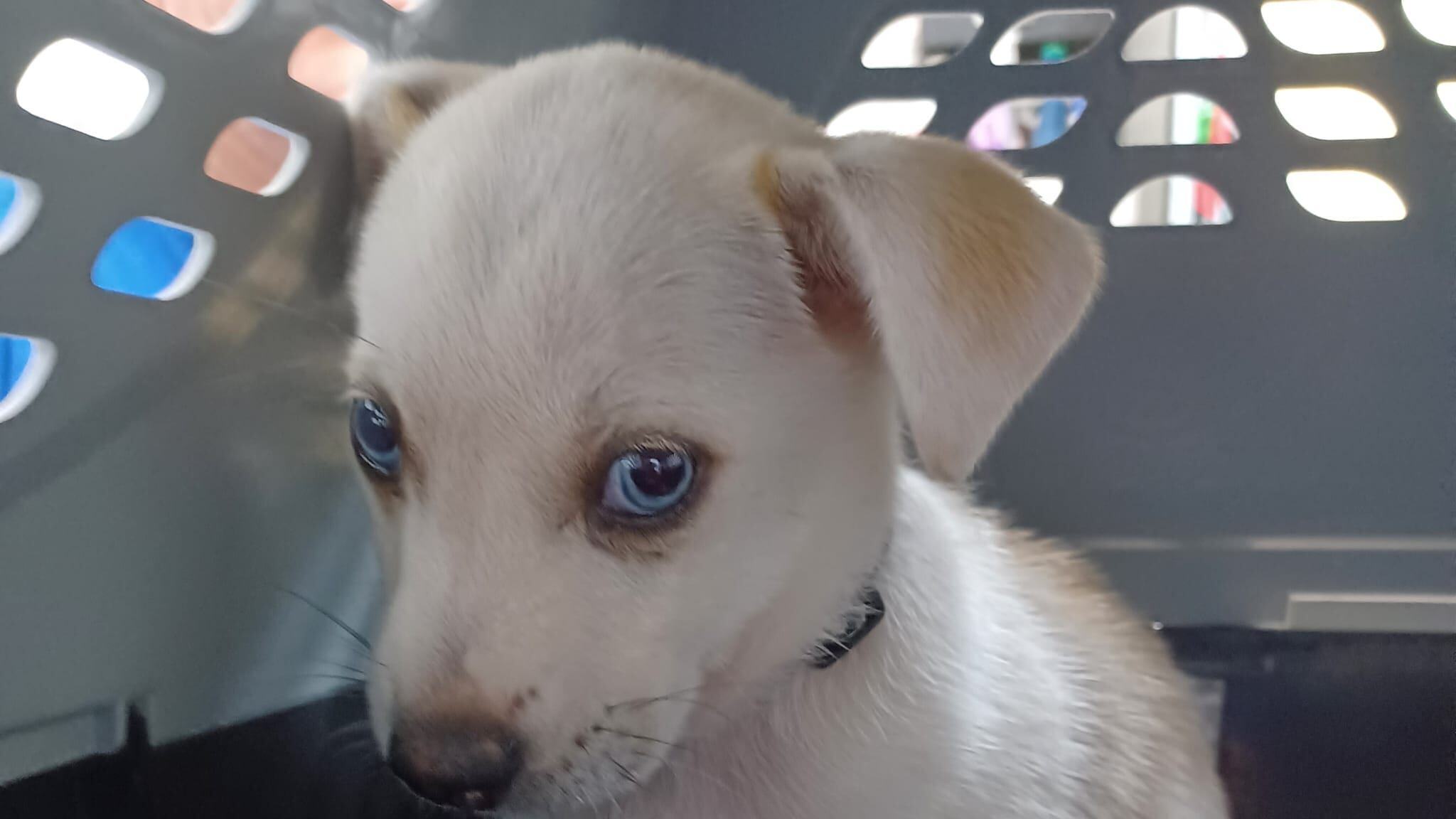 Sociedad Protectora de Animales de Puerto Rico