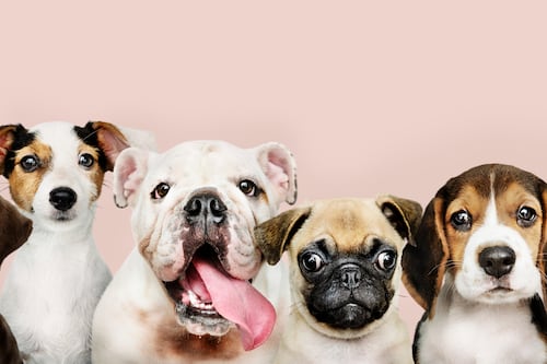 Recomendaciones para elegir la mascota adecuada