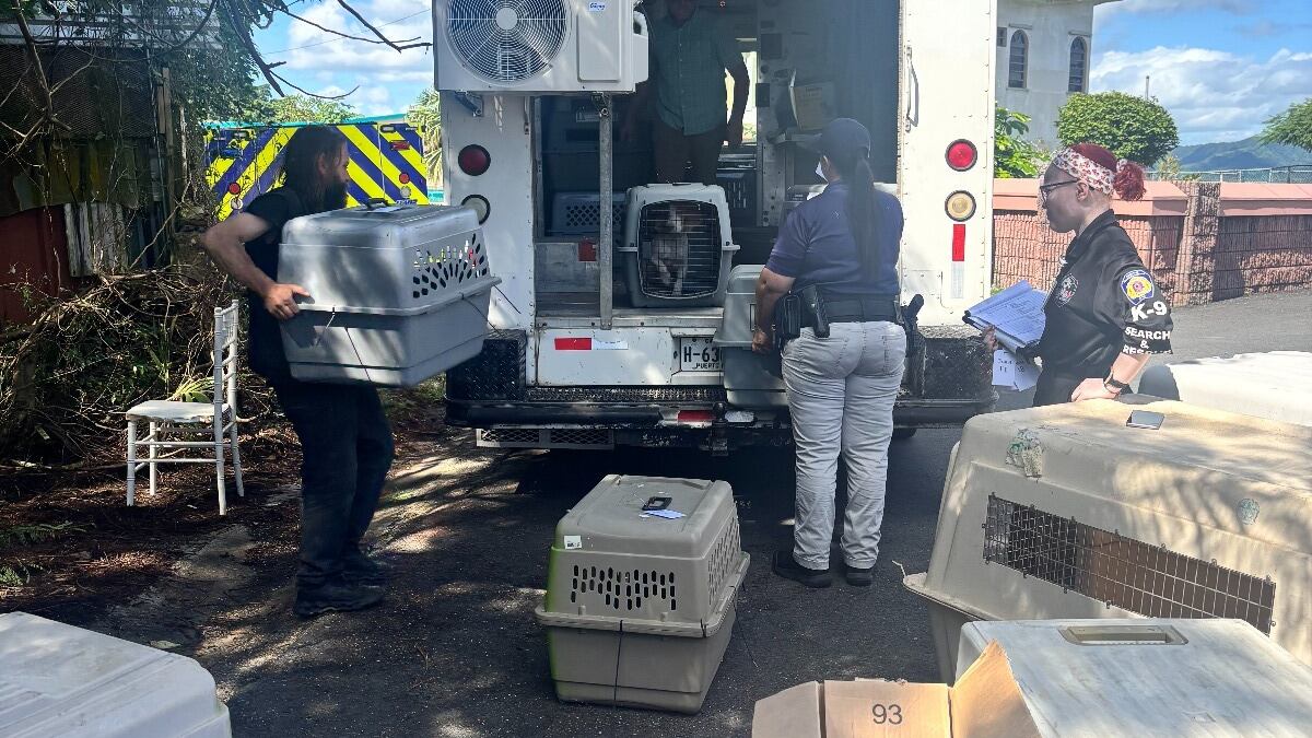 Policía rescata 23 perros en operativos realizados en Humacao y Las Piedras.