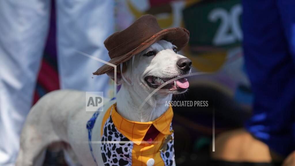 Desfile de perros "Blocao" en Rio de Janeiro, Brasil