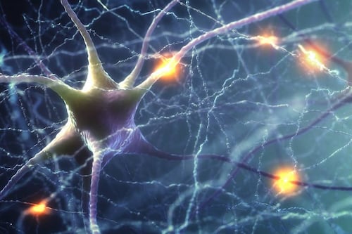 Ciencia: Un video nos muestra cómo mueren las neuronas