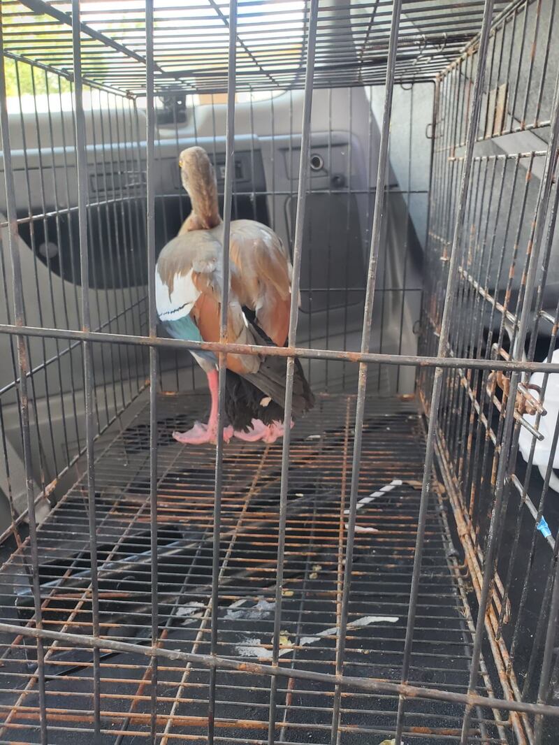 Rescatan 170 animales en Gurabo