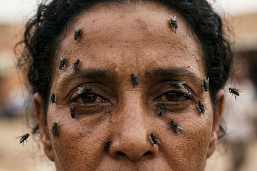 Plaga de moscas negras que pican en los ojos desatan preocupación ¿Cómo identificarlas?