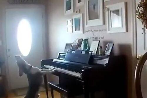 El vídeo del perro pianista que es viral en Twitter