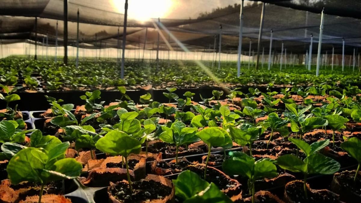 Puerto Rico Coffee Roasters