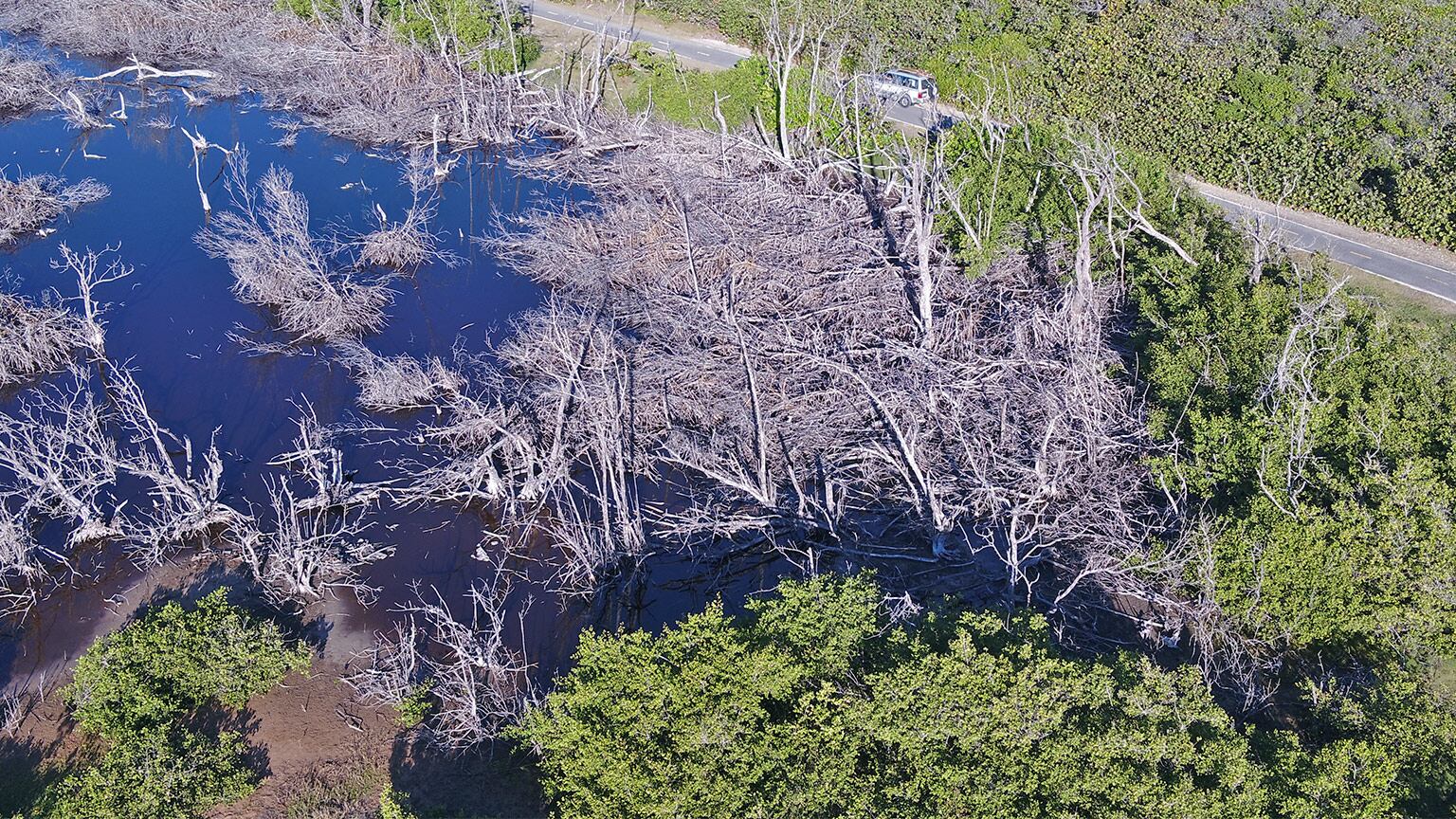 Una vista aérea muestra la parte sur del manglar de la playa Secret Spot. Se observa el agua oscura y manglares muertos al sur de una carretera.