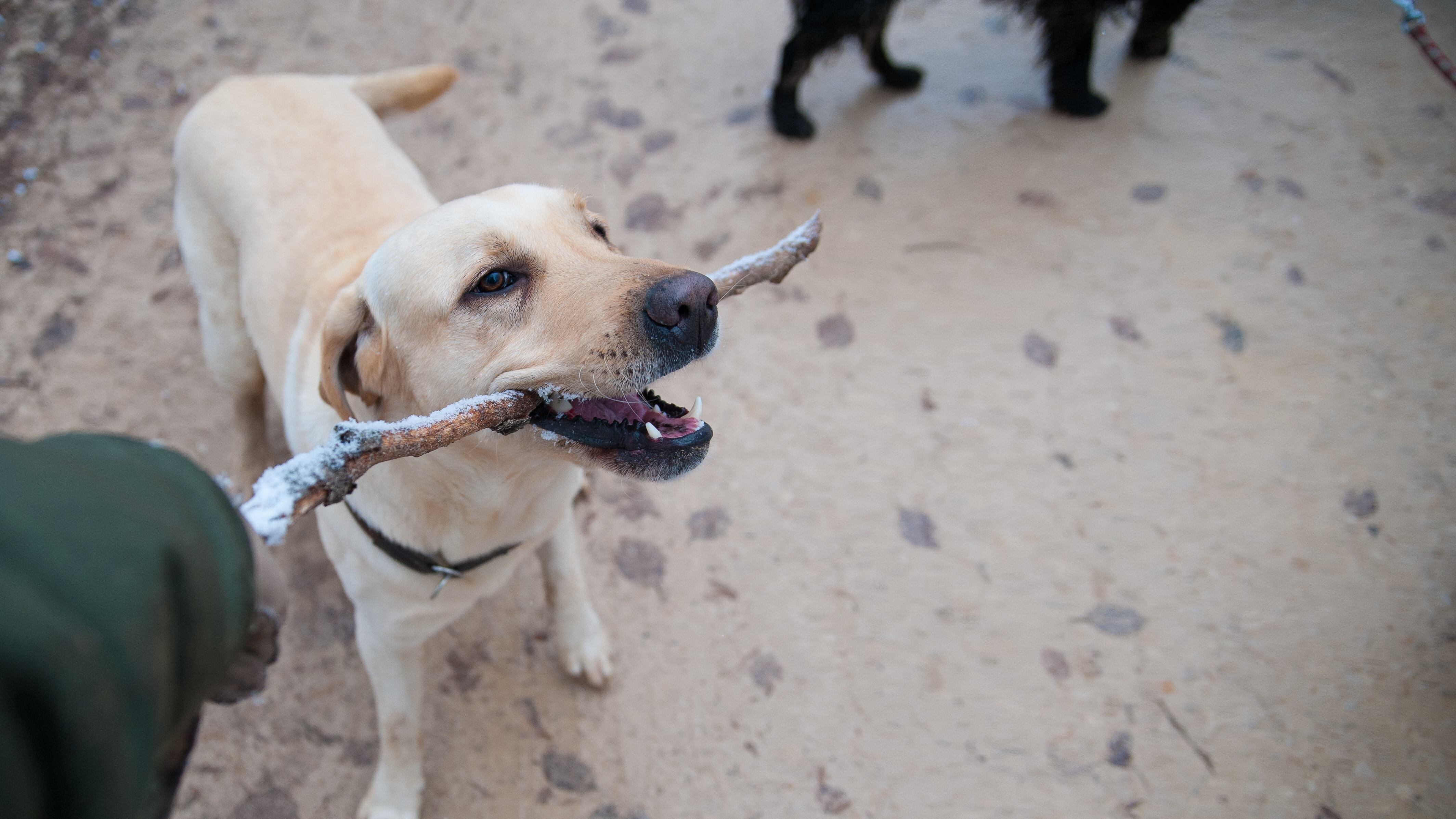 Snacks como recompensa para entrenar a tu perro