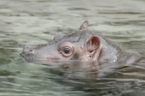 Tierna bebé hipopótamo explora recinto en Zoológico de San Diego