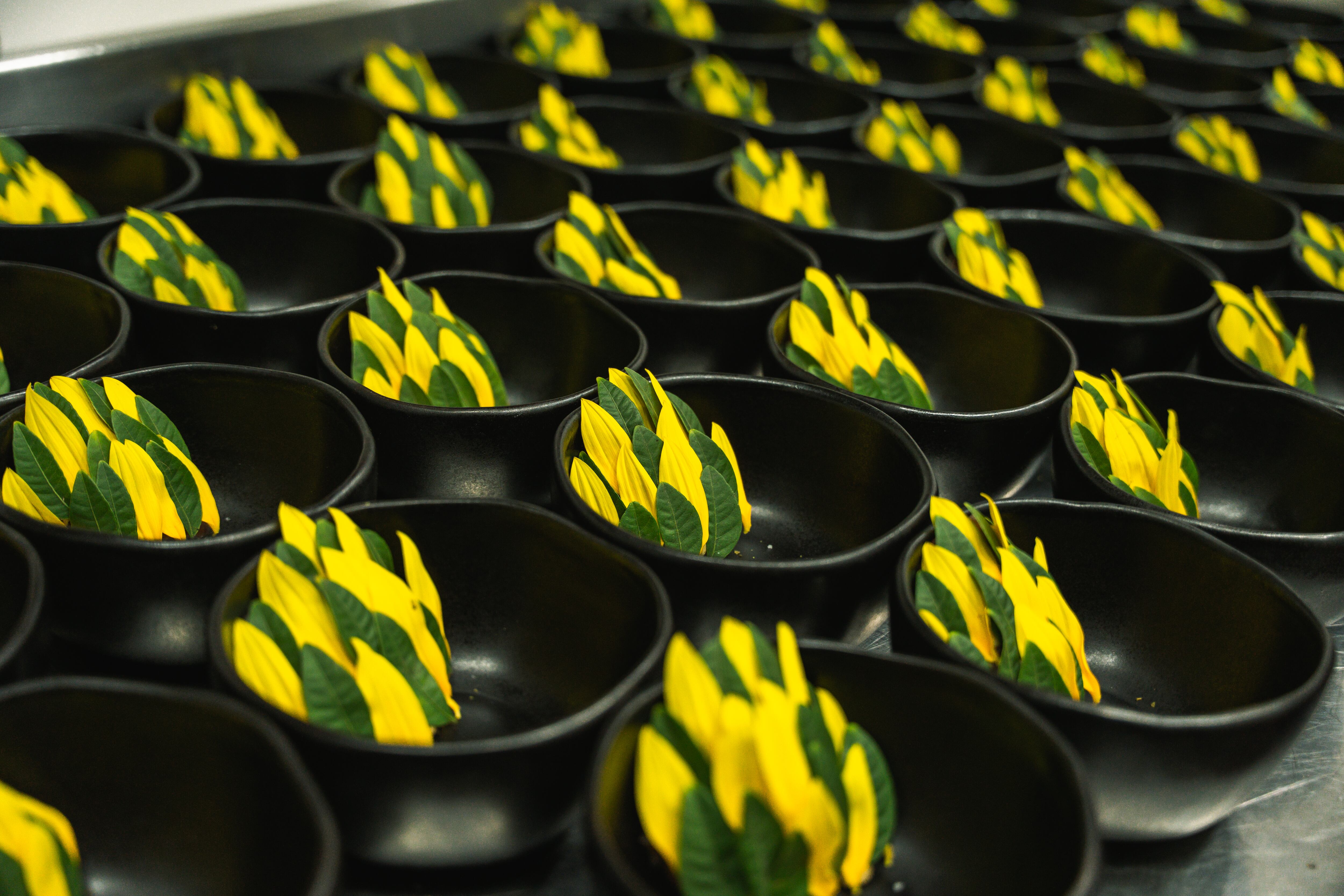 Celele, Proyecto Caribe Lab en Cartagena, Colombia.