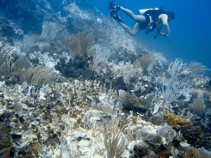 Un buzo nada sobre corales blanqueados en Santa Monica Rock en las Islas Vírgenes Británicas, el pasado mes de noviembre.

Foto por Freeman Rogers | The BVI Beacon